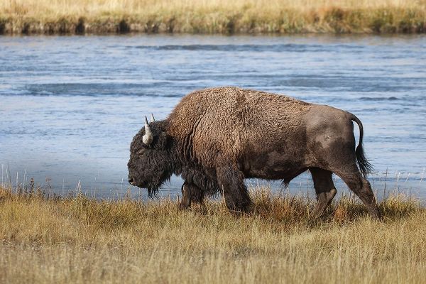 Jones, Adam 아티스트의 American Bison Yellowstone National Park-Wyoming작품입니다.